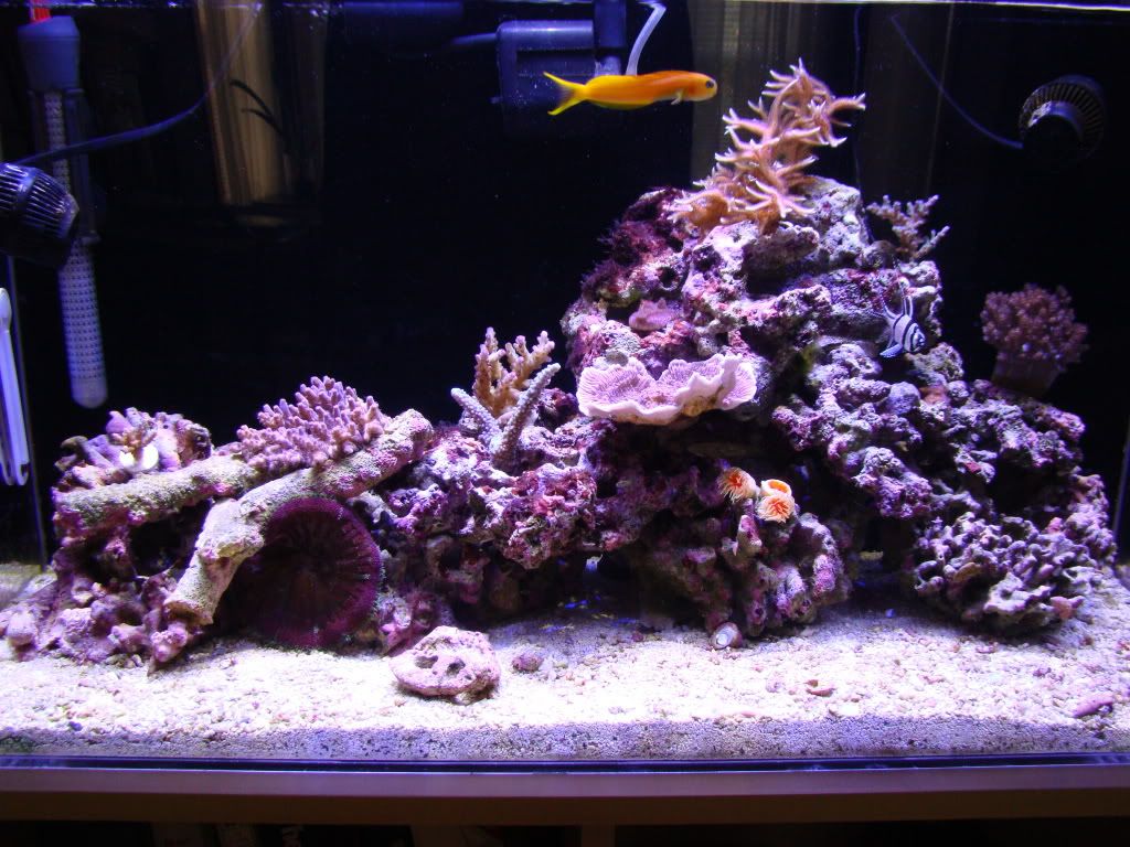 High Phosphates and Green Hair Algae The Reef Tank